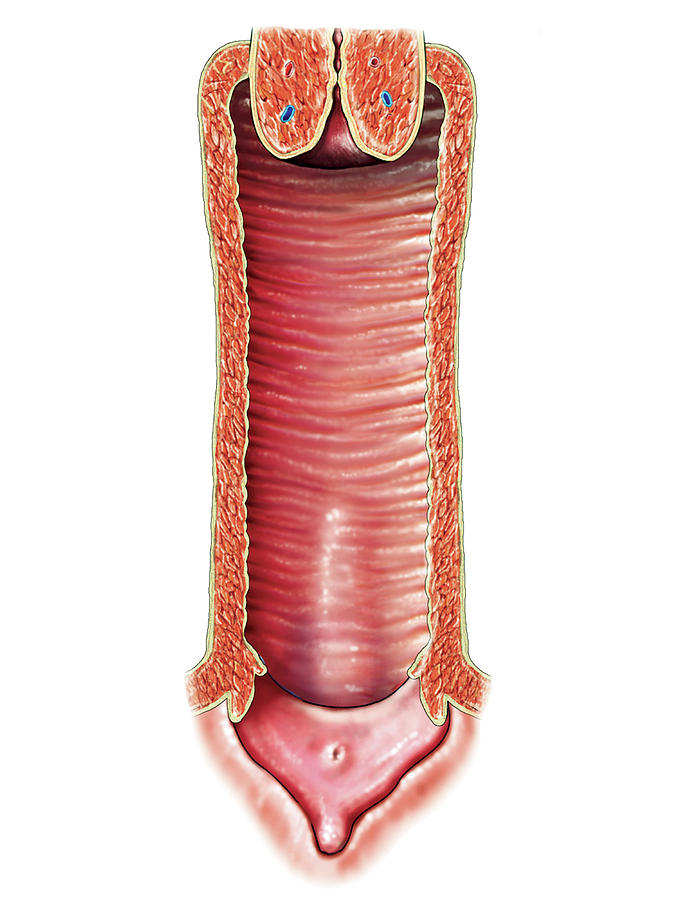 Female Genital System 36 Photograph By Asklepios Medical Atlas Fine 