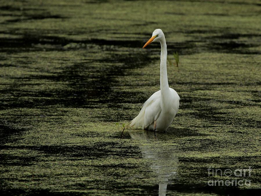 Great Egret #36 Photograph by Jack R Brock