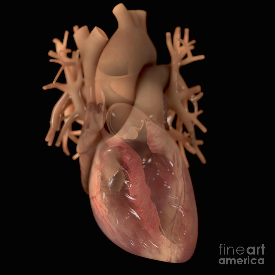 Heart Anatomy #36 Photograph by Science Picture Co
