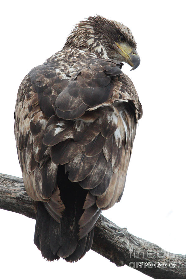Immature Bald Eagle #36 Photograph by Steve Javorsky