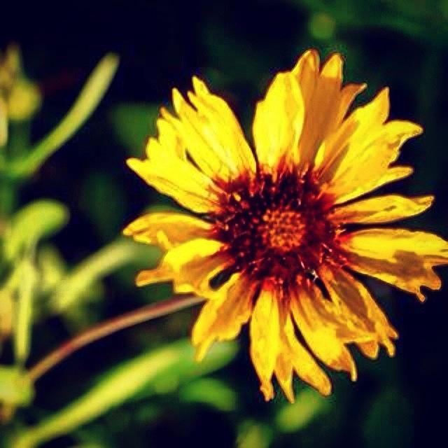Sunflower Photograph - #photooftheday , #picoftheday #36 by Tony Martinez