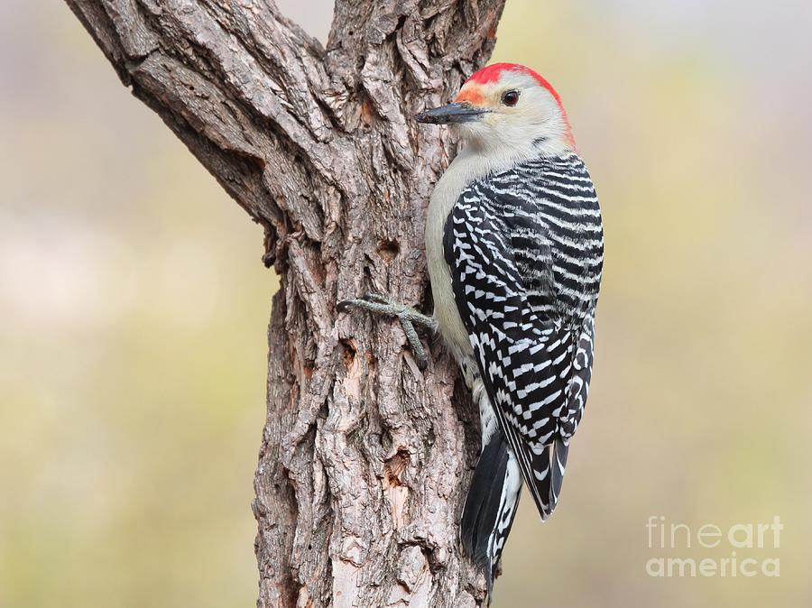 Red-bellied Woodpecker #36 Photograph by Jack R Brock
