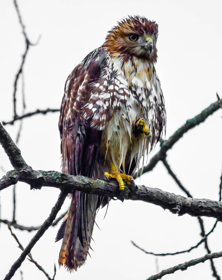 Eagle Photograph - Red-Tailed Hawk #36 by Brian Stevens