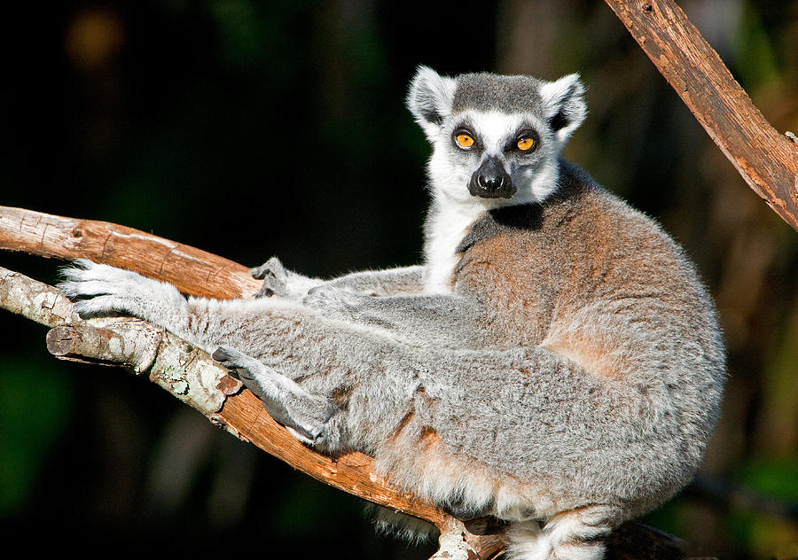 Ring-tailed Lemur #36 Photograph by Millard H. Sharp