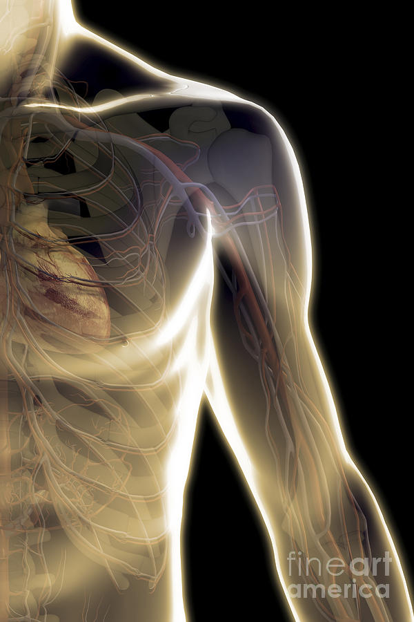 The Cardiovascular System #62 Photograph by Science Picture Co