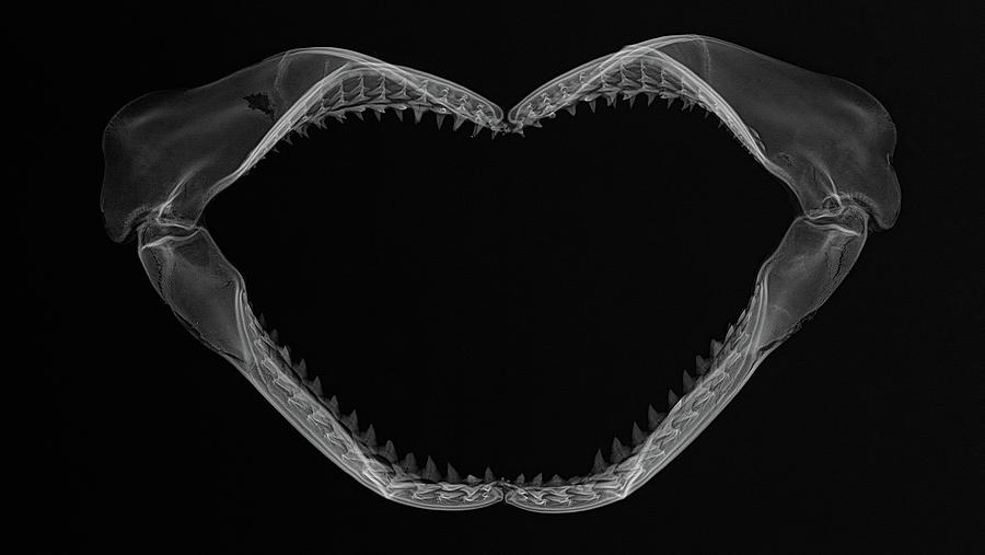 Shark Jaws Photograph by Teresa Zgoda