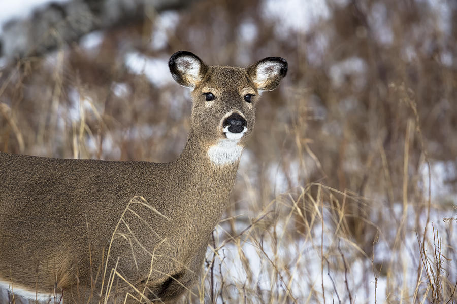 Deer Photograph - White-tailed Deer #36 by Linda Arndt