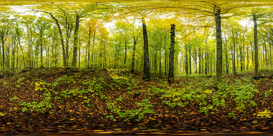 360 degree panorama shot - Autumn in the forest (Norway) Photograph by Baac3nes