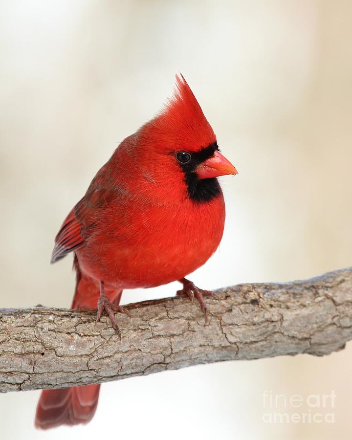 Northern Cardinal #360 Photograph by Jack R Brock