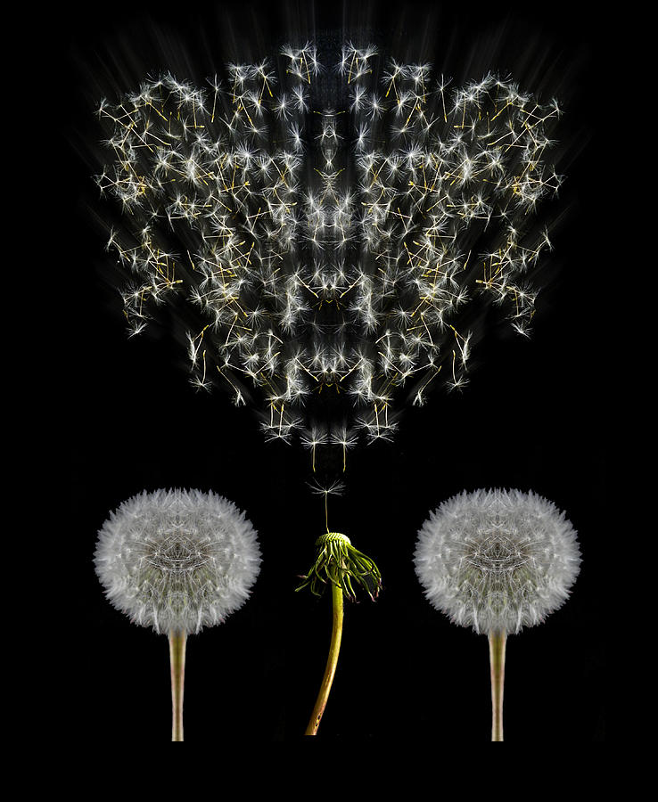 Dandelions Photograph - 3640 by Peter Holme III