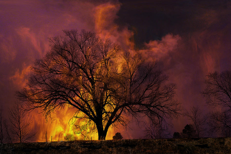 3655 Photograph by Peter Holme III