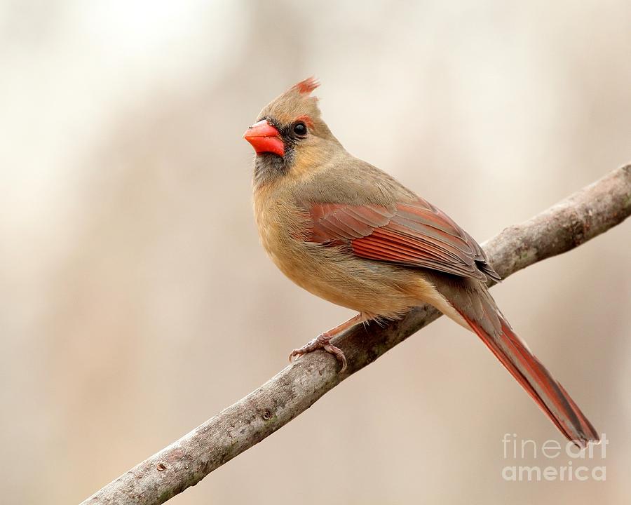 Northern Cardinal #369 Photograph by Jack R Brock
