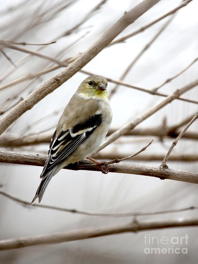 American Goldfinch #37 Photograph by Jack R Brock