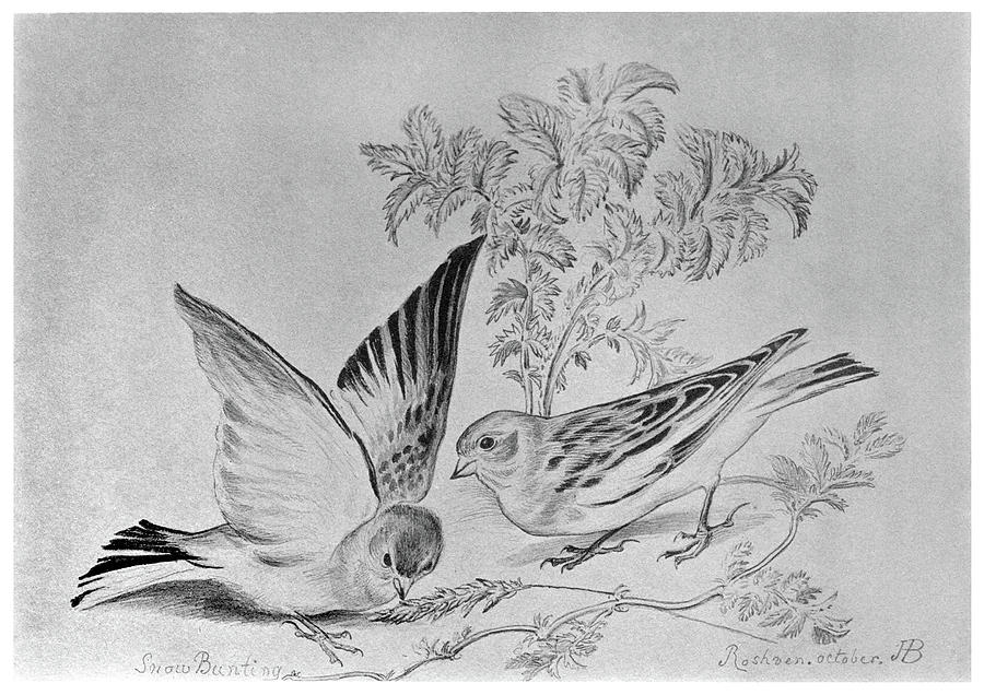 Bird Drawing - Blackburn Birds, 1895 #37 by Granger