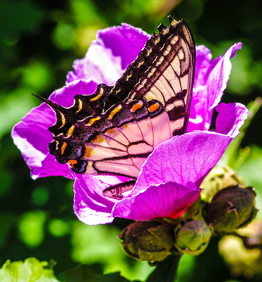 Butterfly #31 Photograph by Gerald Kloss
