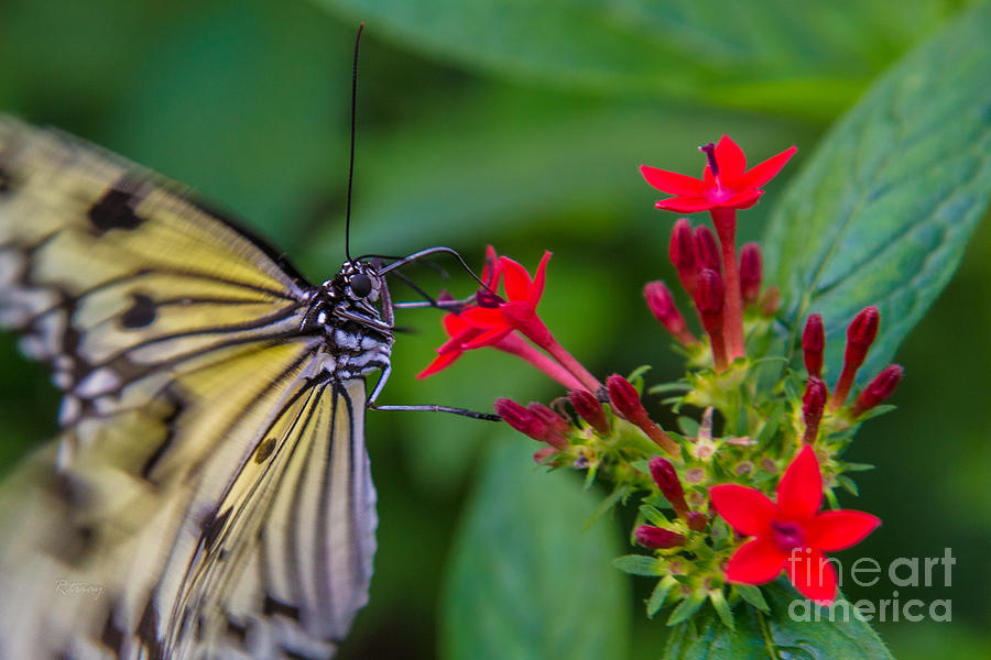 Butterfly Photograph - Butterfly #7 by Rene Triay FineArt Photos
