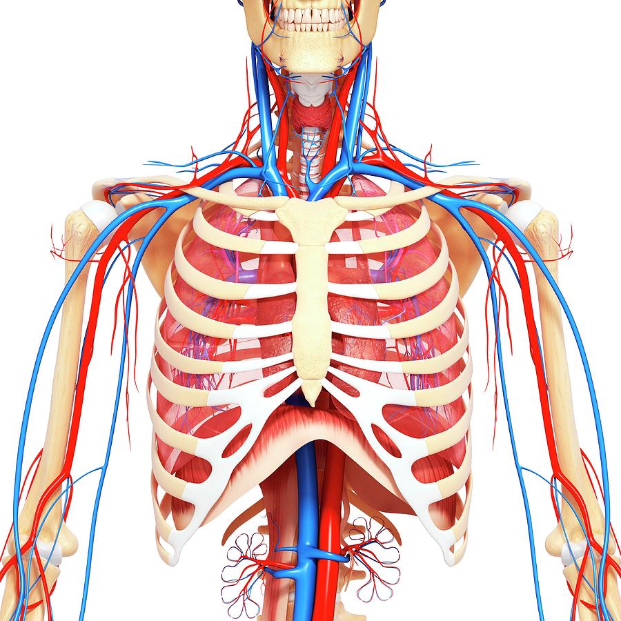 Chest Anatomy Photograph By Pixologicstudioscience Photo Library