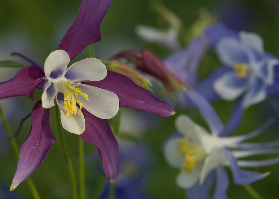 Аквилегия Botanical