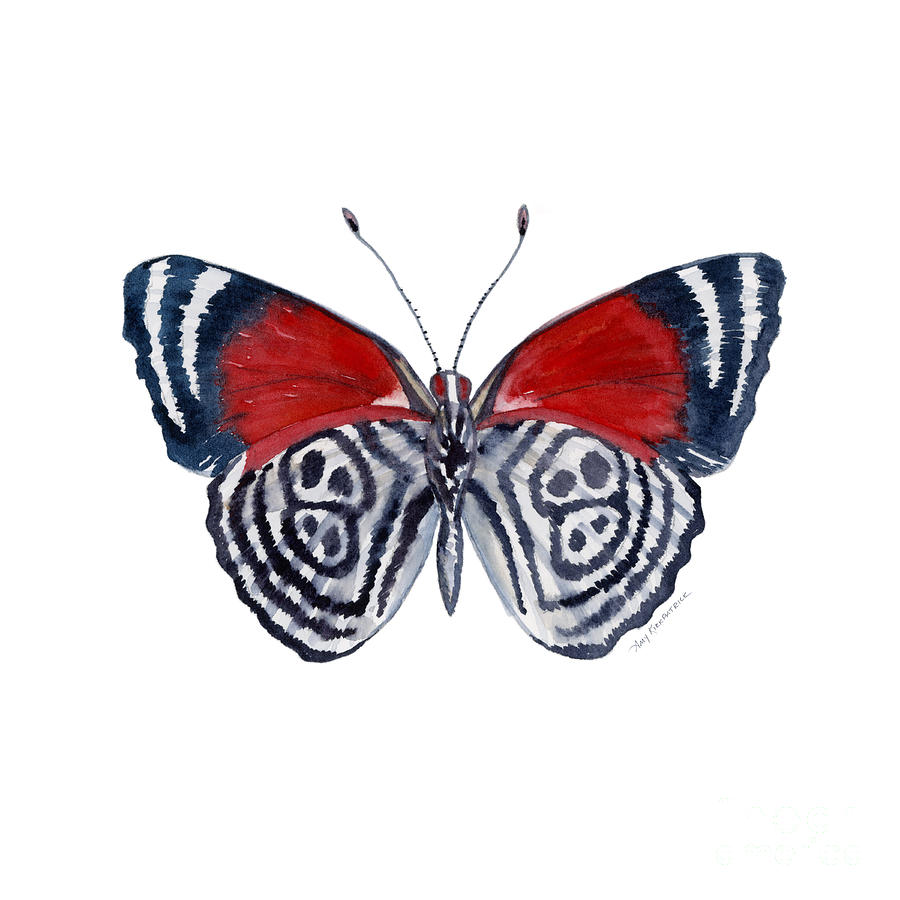 Butterfly Painting - 37 Diathria Clymena Butterfly by Amy Kirkpatrick