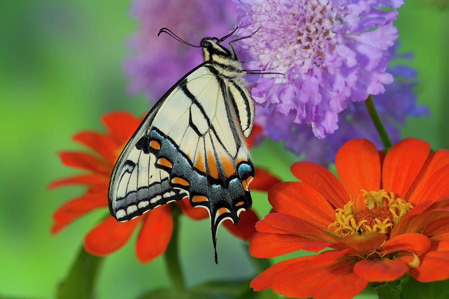 Eastern Tiger Swallowtail Butterfly Photograph by Darrell Gulin - Fine ...