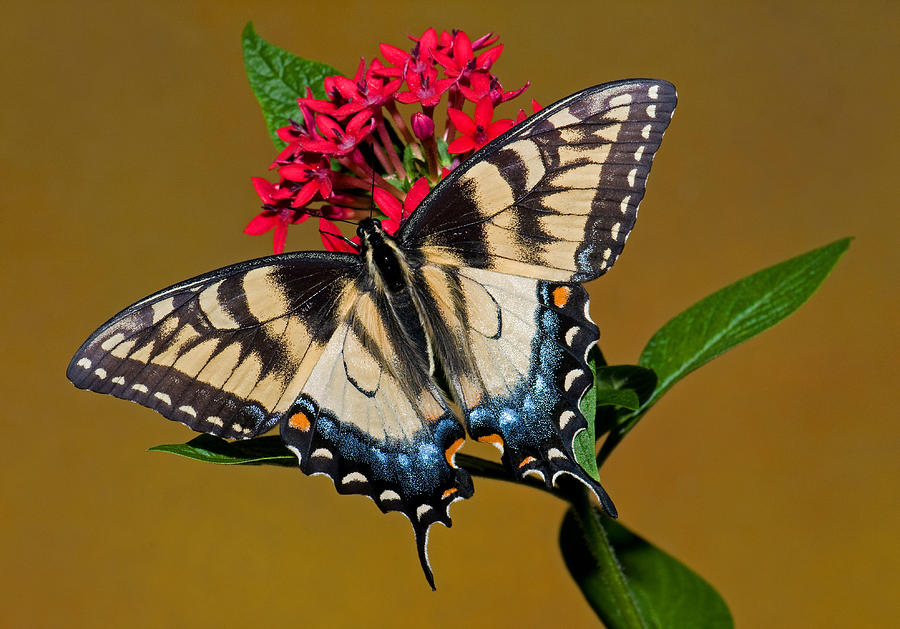 Eastern Tiger Swallowtail Butterfly #37 Photograph by Millard H. Sharp