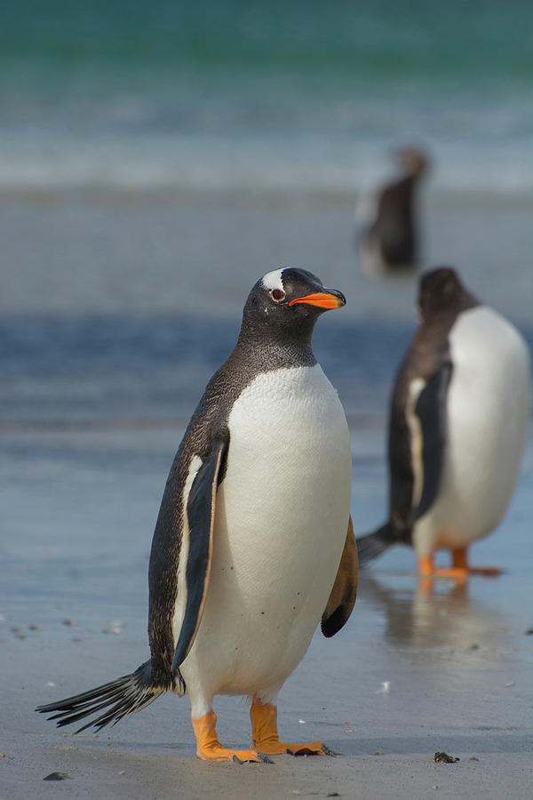 Penguin Photograph - Falkland Islands #37 by Inger Hogstrom