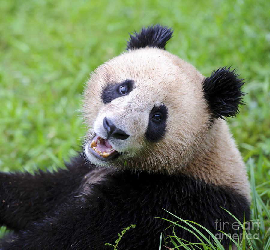 Giant Panda #18 Photograph by John Shaw