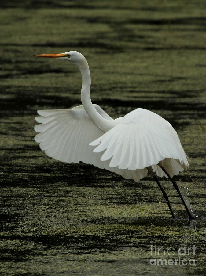 Great Egret #37 Photograph by Jack R Brock