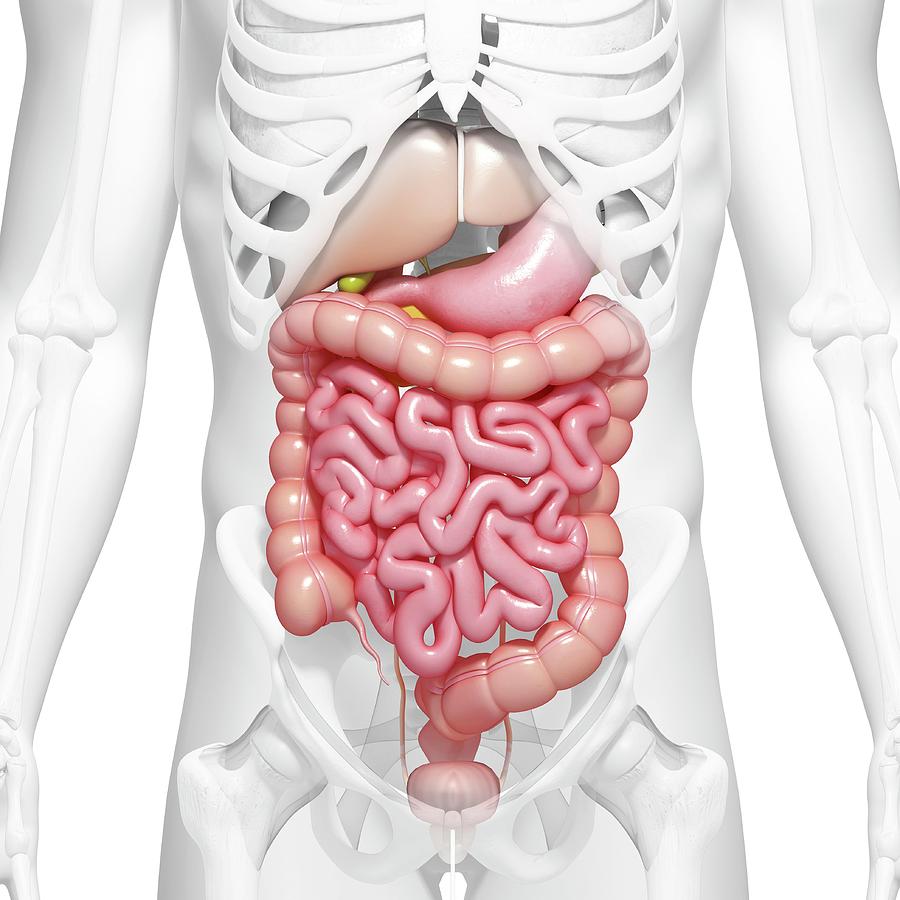 Digestive System.