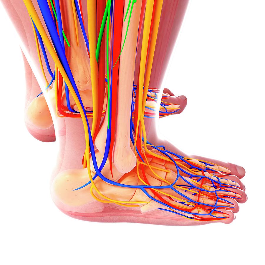 Human Foot Anatomy Photograph by Pixologicstudio/science Photo Library ...