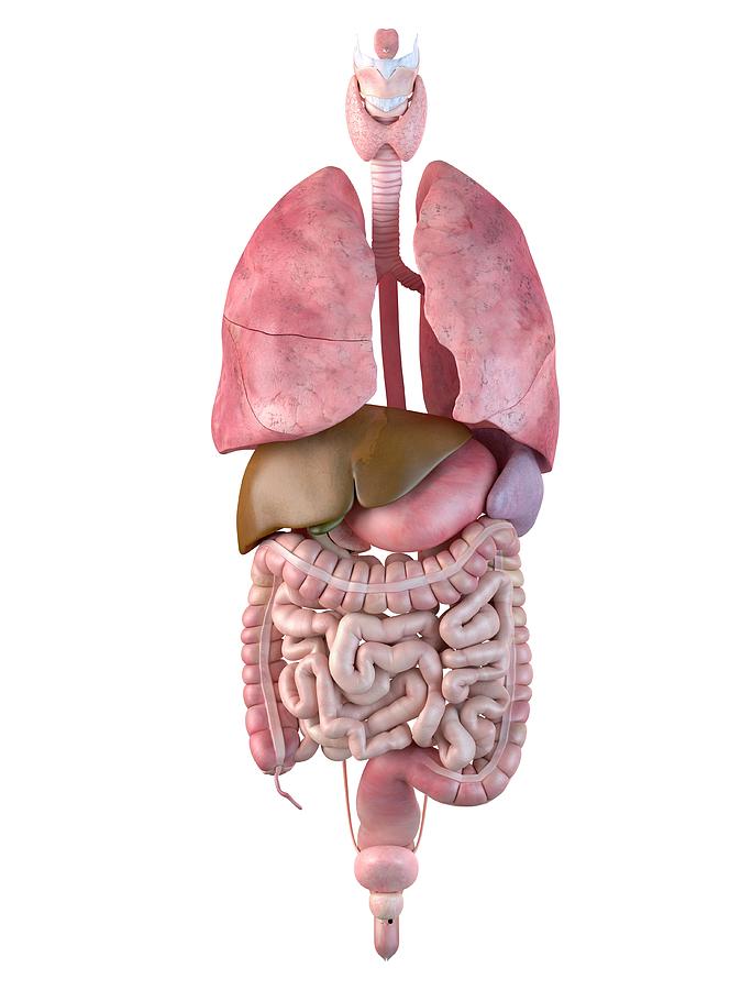 Illustration Photograph - Human Internal Organs #37 by Sciepro