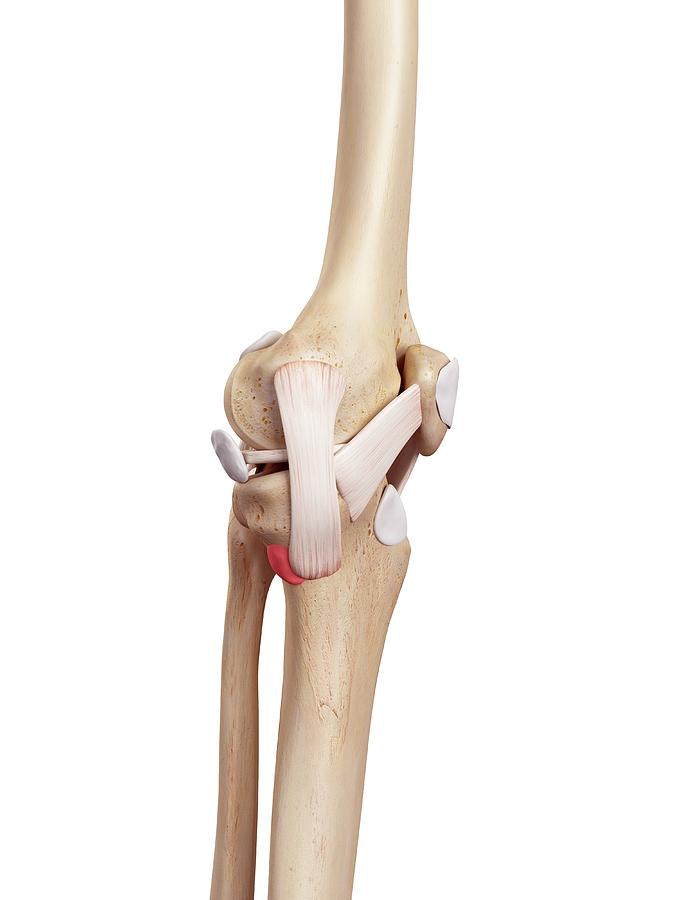 Human Knee Anatomy Photograph By Sebastian Kaulitzkiscience Photo