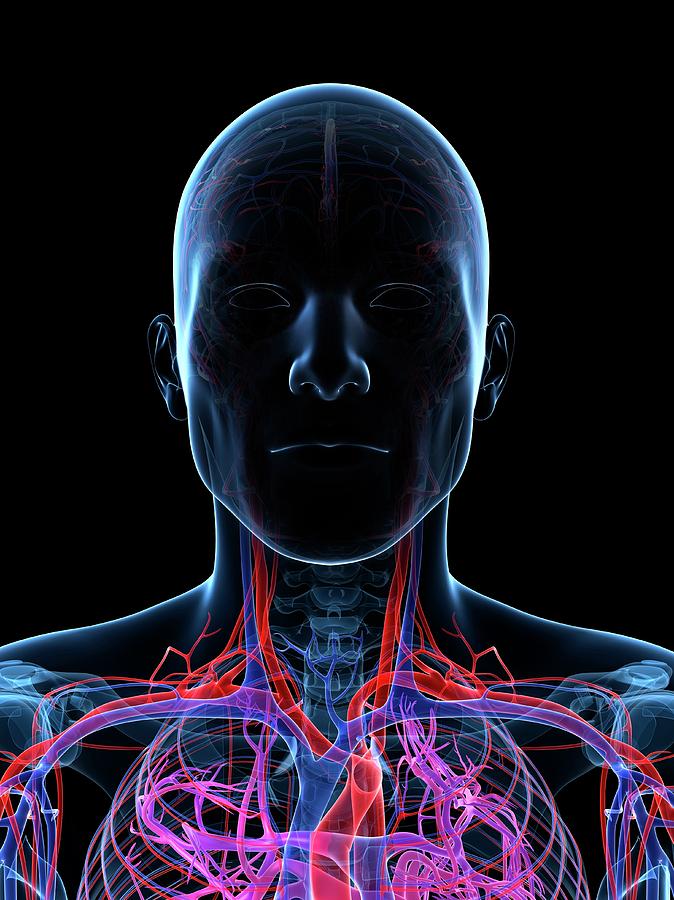 Male Vascular System #37 Photograph by Sciepro/science Photo Library ...