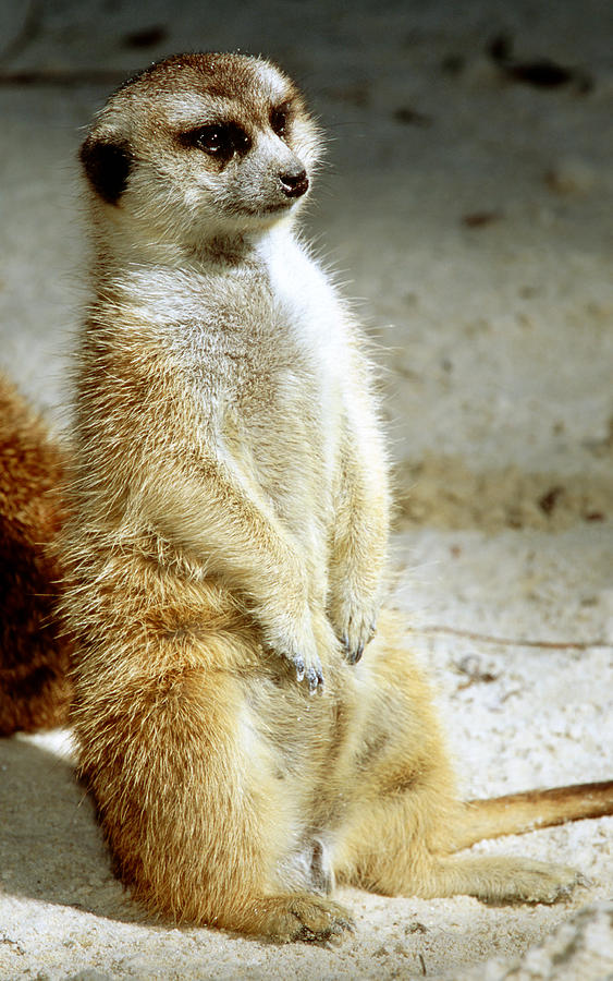 Meerkat #37 Photograph by Millard H. Sharp