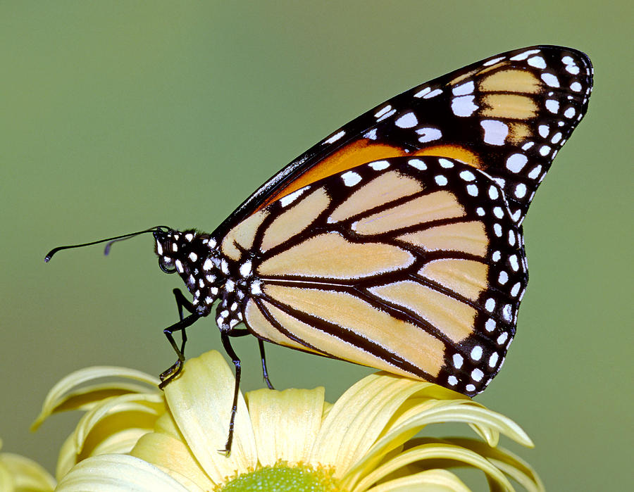 Monarch Butterfly #37 Photograph by Millard H. Sharp