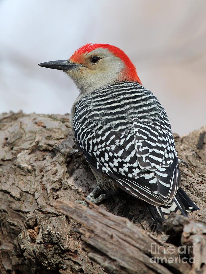 Red-bellied Woodpecker #37 Photograph by Jack R Brock