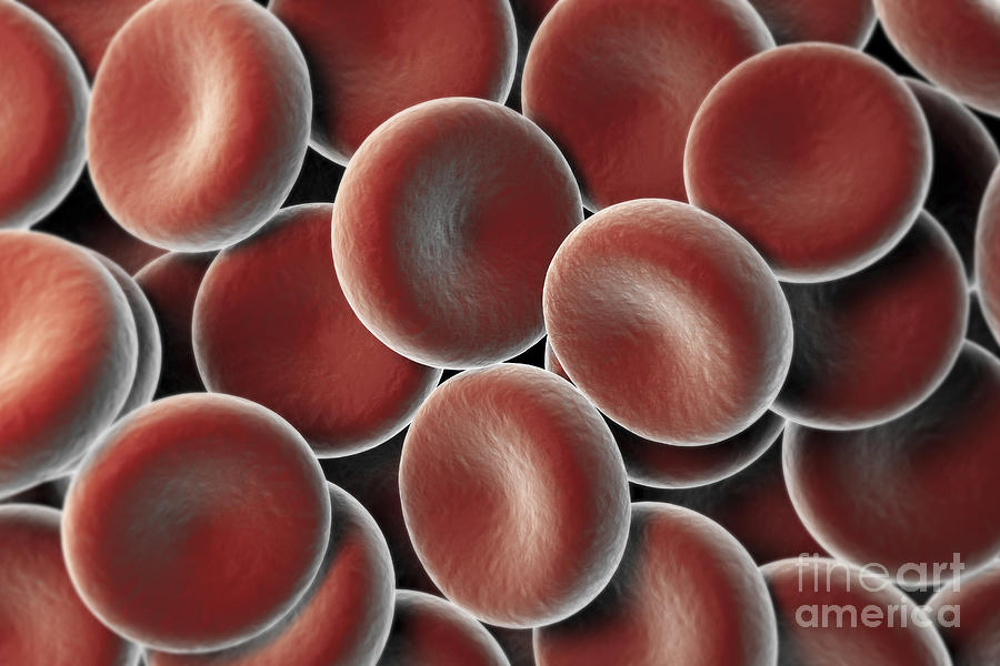 Red Blood Cells #37 Photograph by Science Picture Co
