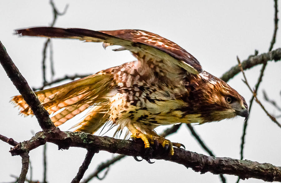 Red-Tailed Hawk #37 Photograph by Brian Stevens