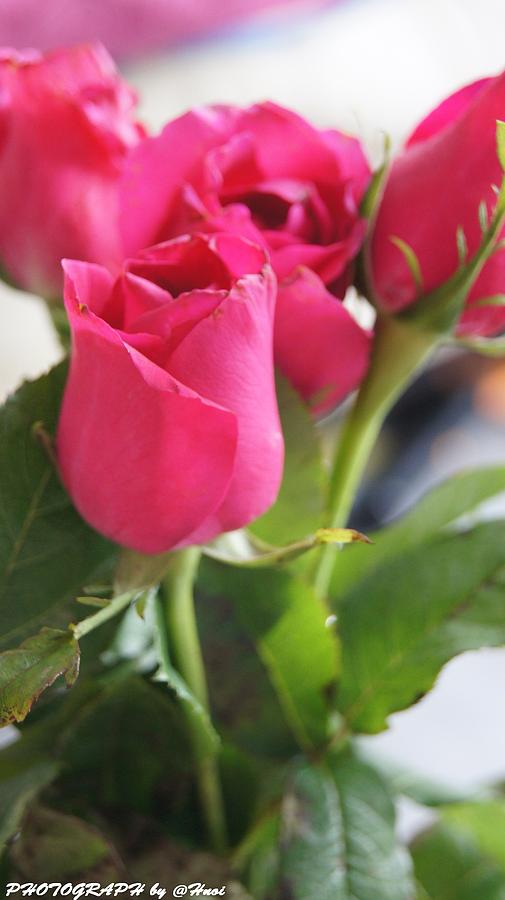 Roses for you  #37 Photograph by Gornganogphatchara Kalapun