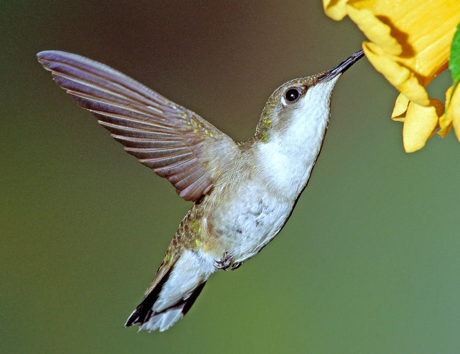 Ruby-throated Hummingbird #37 Photograph by Millard H. Sharp