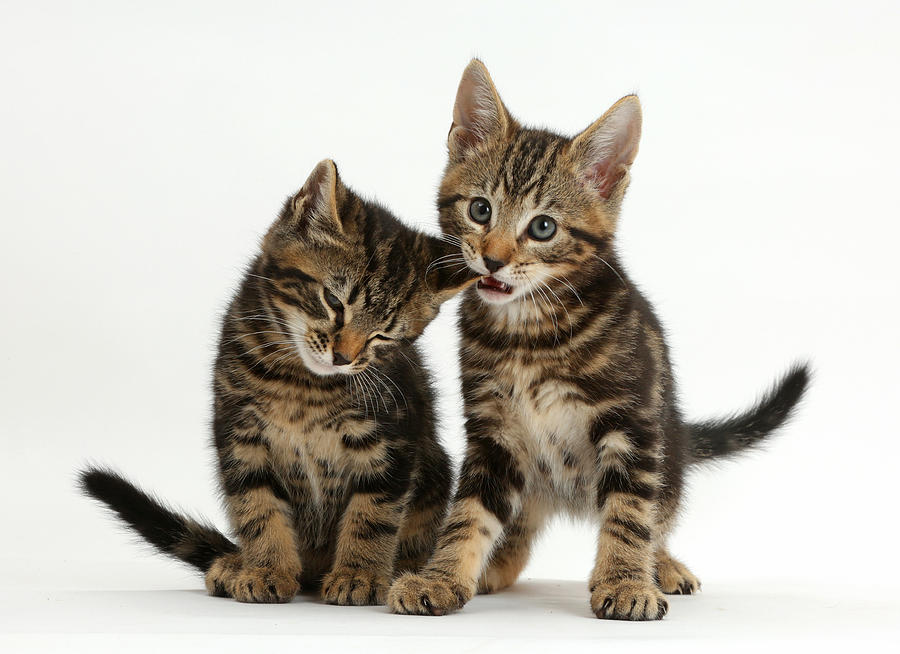 Tabby Kitten Photograph by Mark Taylor - Fine Art America