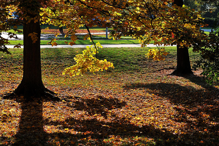 Tree Photograph - Autumn Path by Gene Tatroe