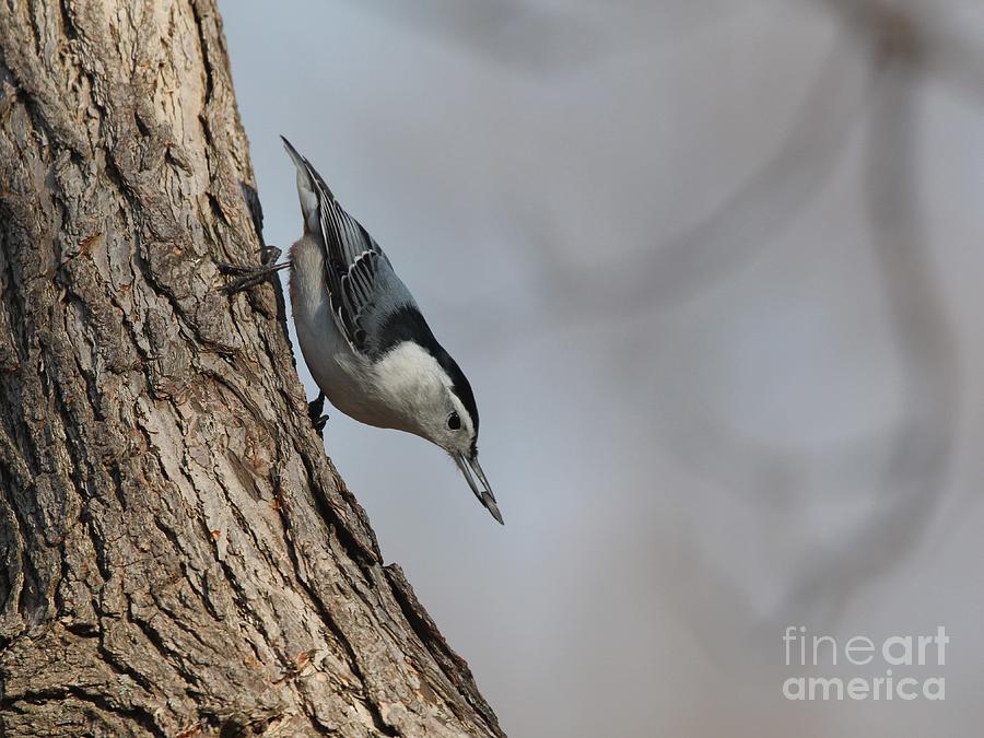 White-breasted Nuthatch #37 Photograph by Jack R Brock