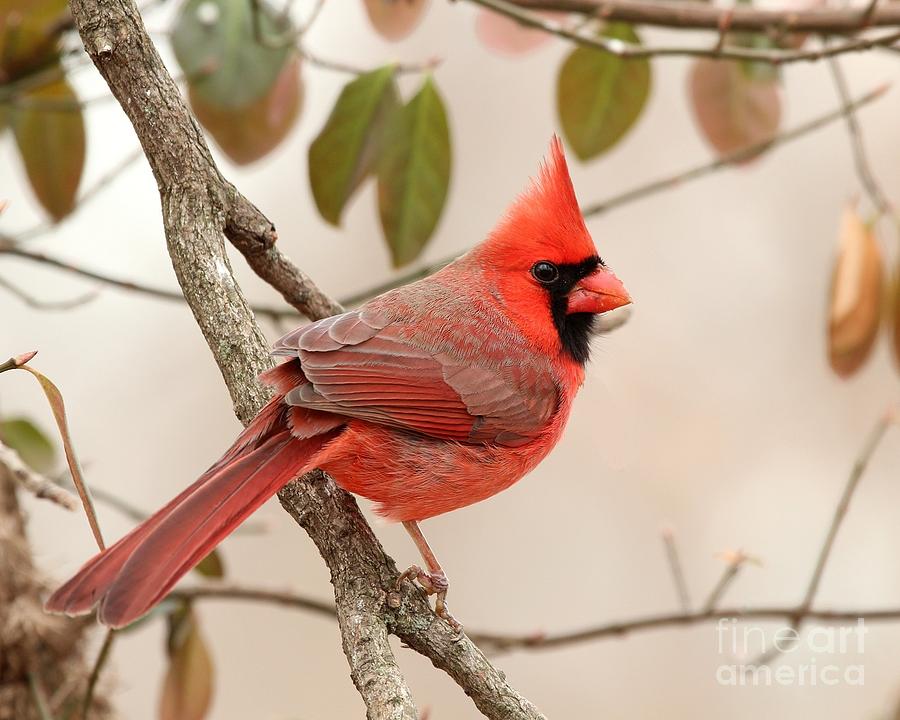 Northern Cardinal #370 Photograph by Jack R Brock