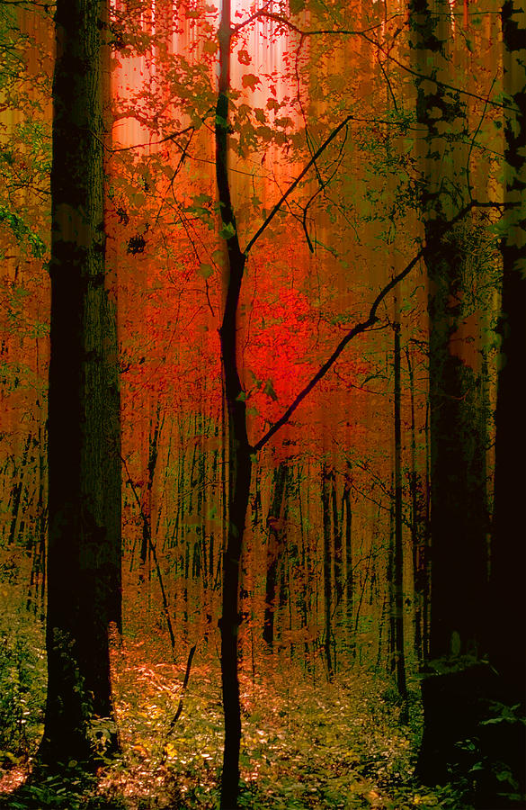 3734 Photograph by Peter Holme III