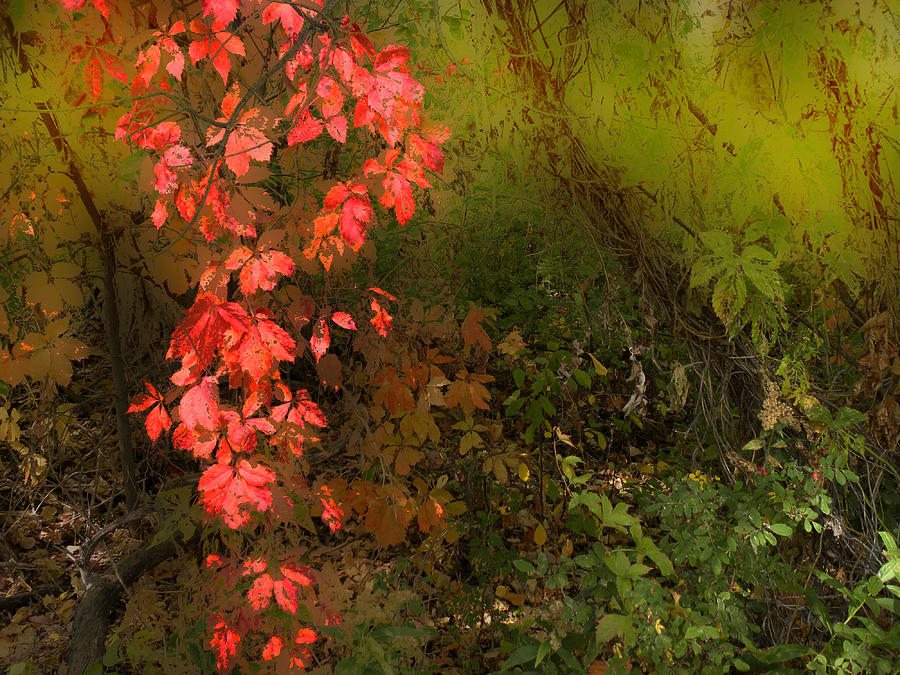 Fall Photograph - 3746 by Peter Holme III