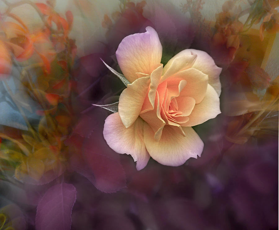 Rose Photograph - 3748 by Peter Holme III