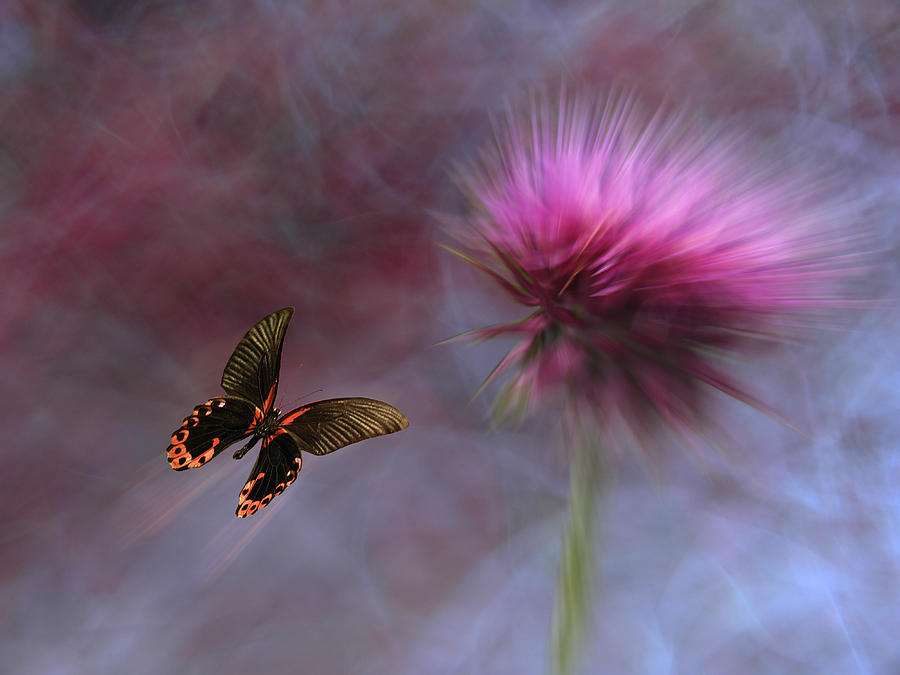 3752 Photograph by Peter Holme III