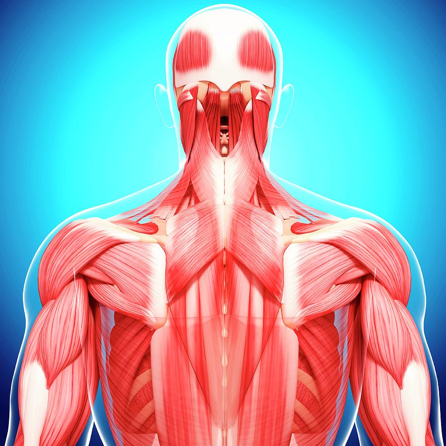 Human Musculature #378 by Pixologicstudio/science Photo Library