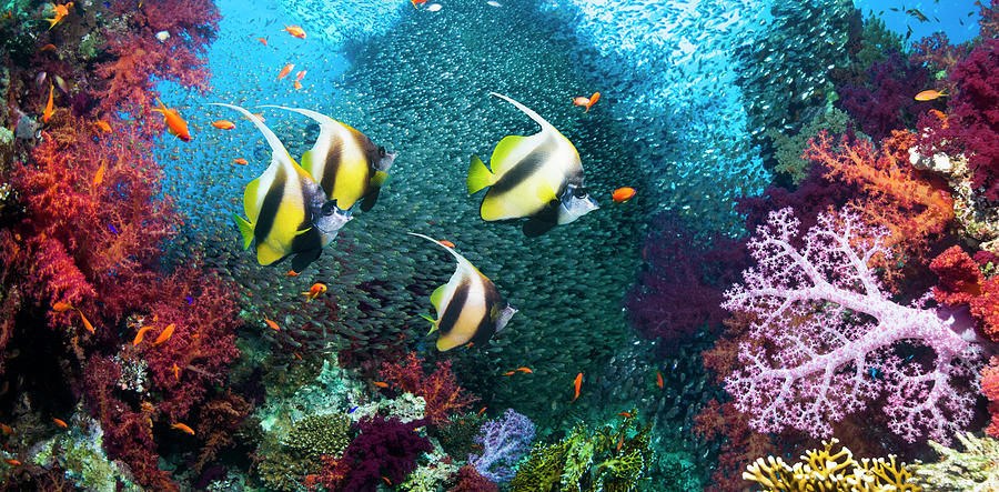 Coral Reef Scenery #38 Photograph by Georgette Douwma